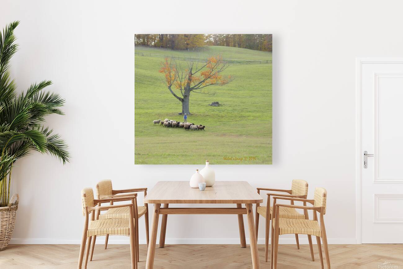 Sheep herd Reproduction