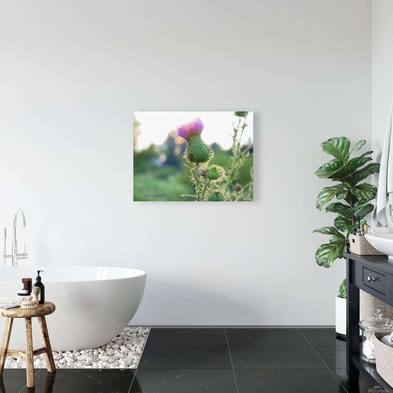 Thistle Reproduction