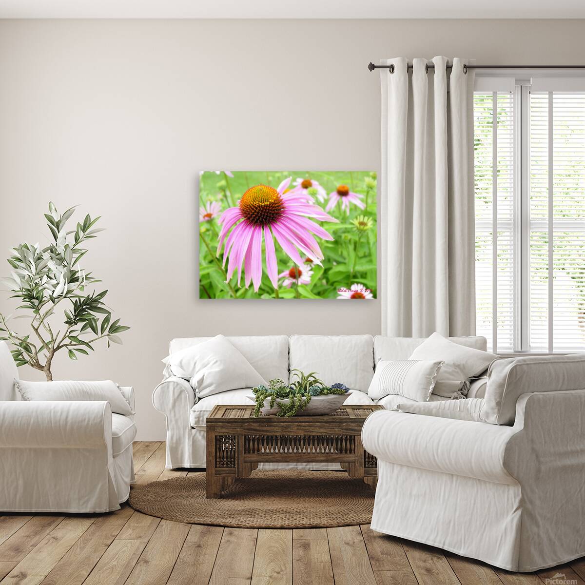 Echinacea   Reproduction