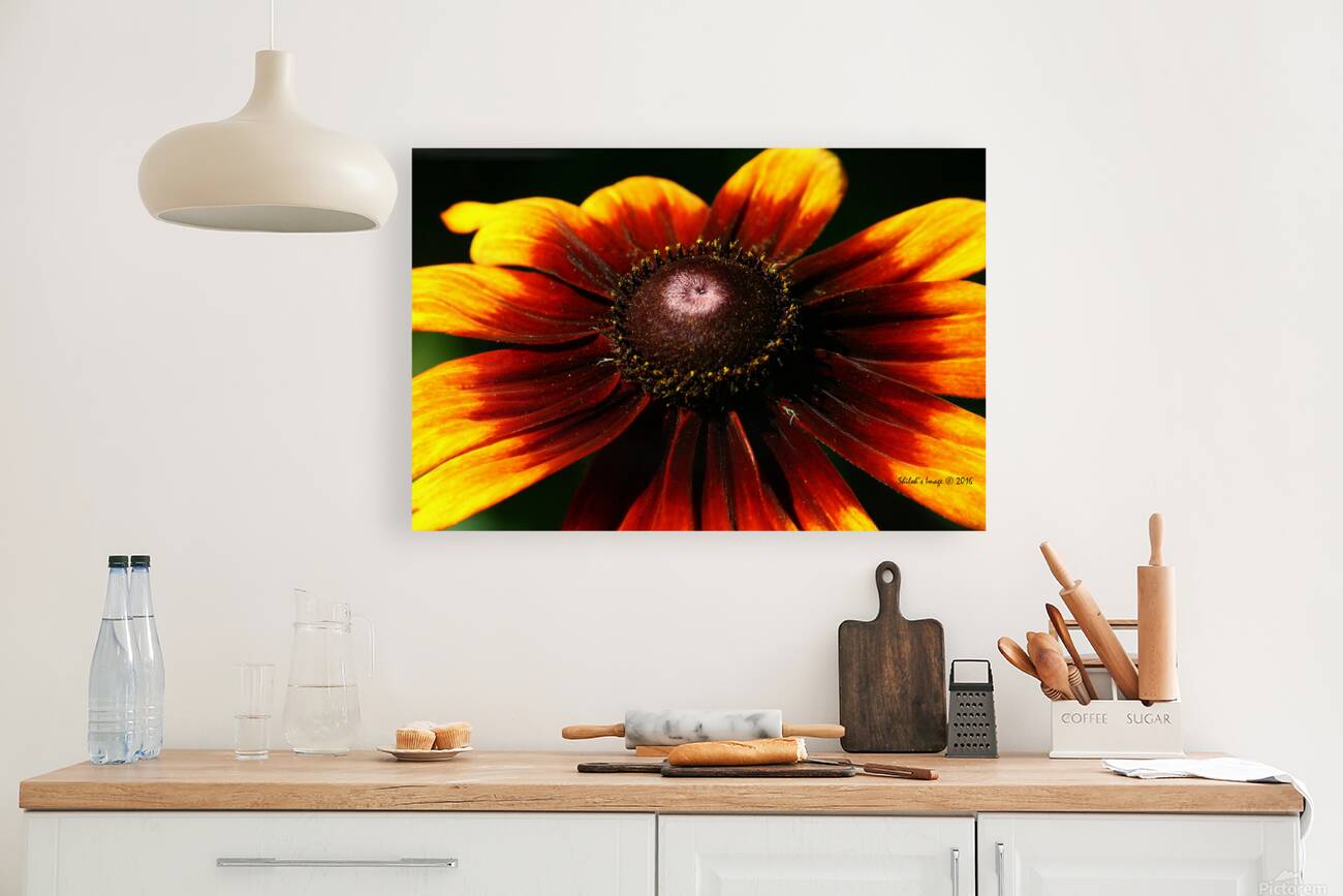 Summer sunflower Reproduction