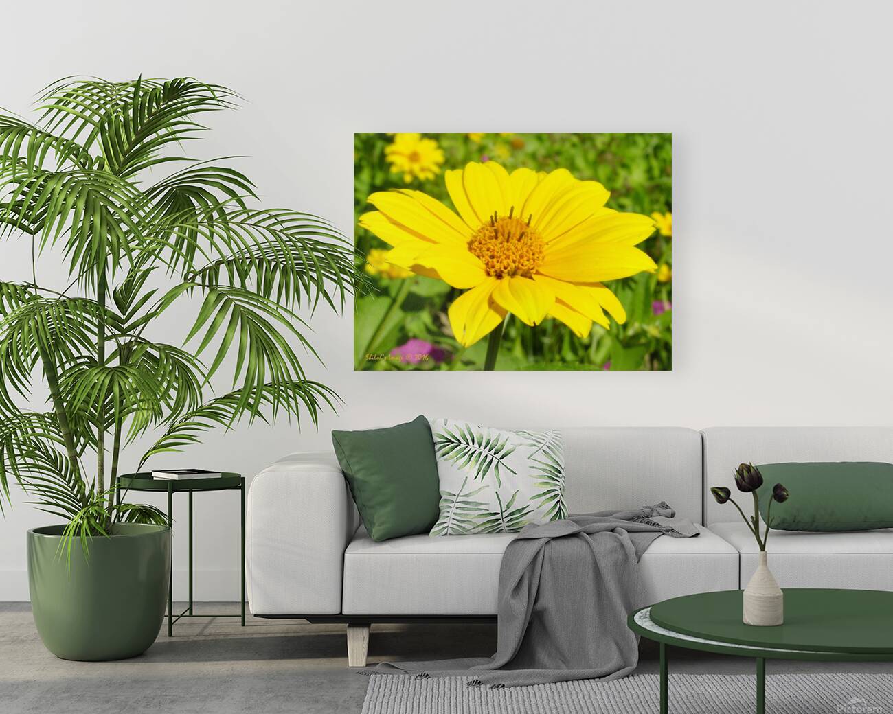 Mello yellow Reproduction