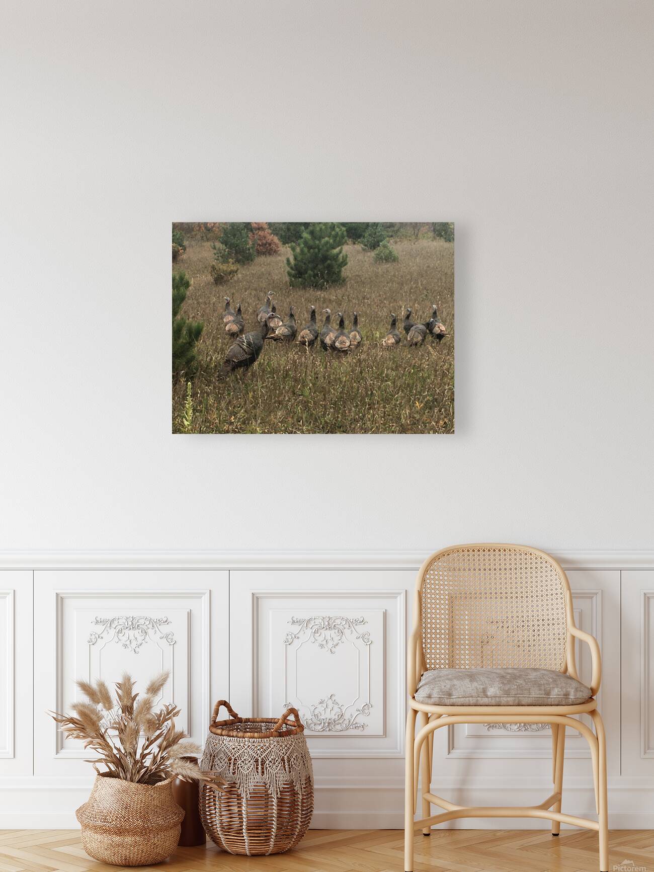Wild Turkey Reproduction