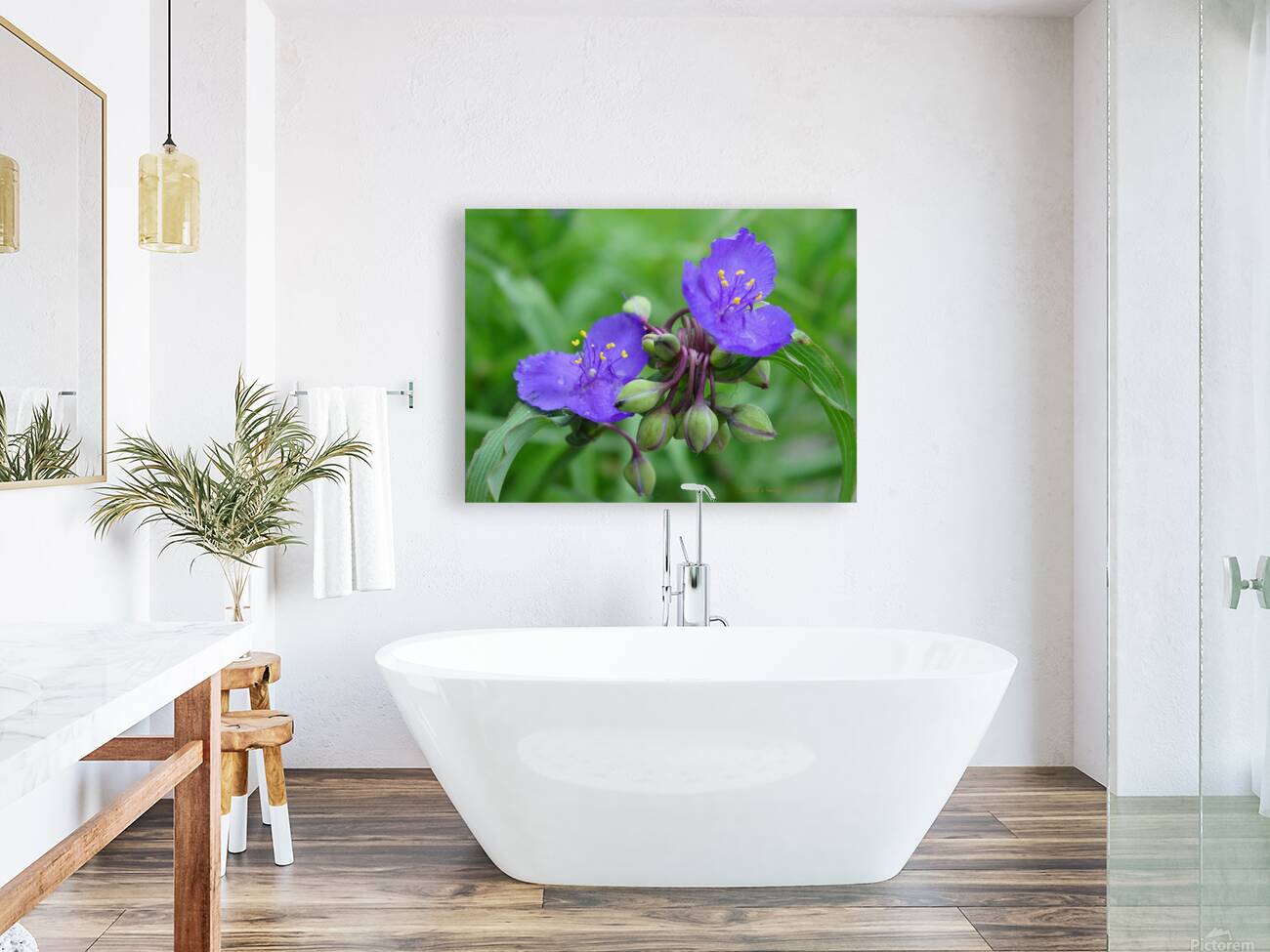 Spiderwort Reproduction