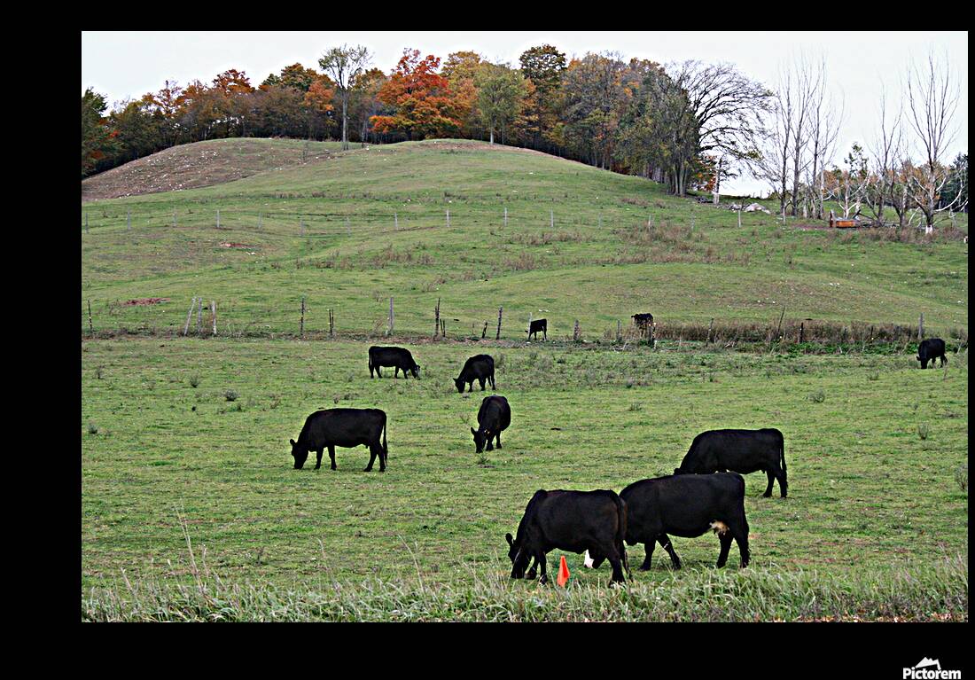 Cows Grazing Reproduction