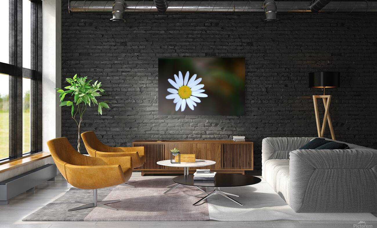 Daisy Reproduction