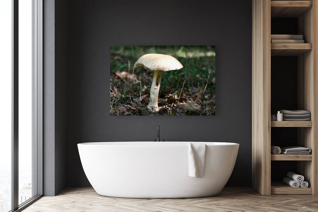 Mushroom Reproduction