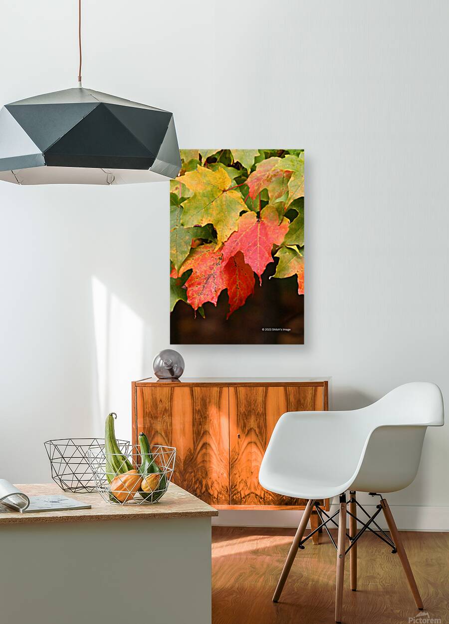 Fall Maple Reproduction