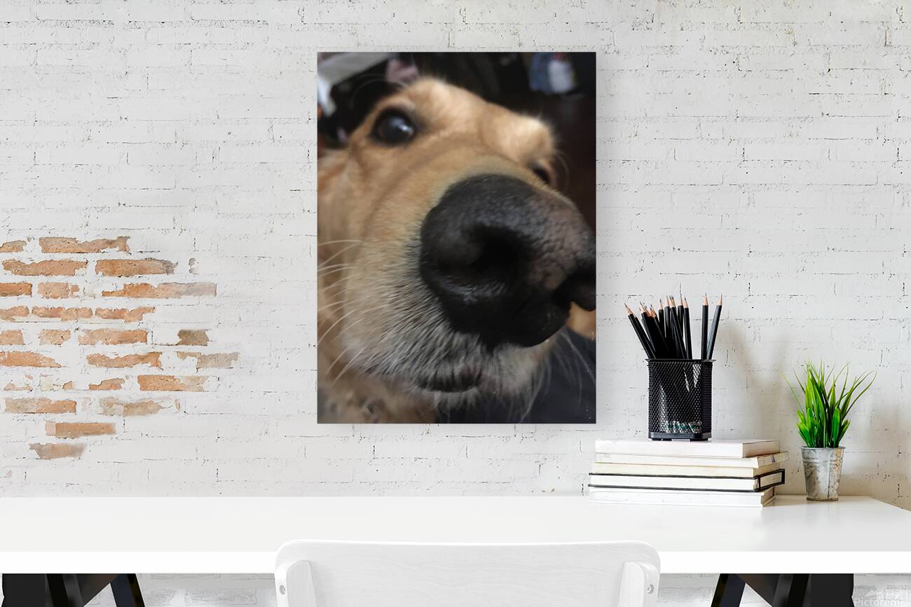 Lucky Dog Reproduction