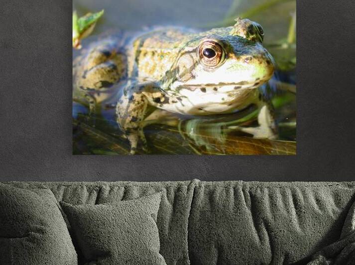 SI Frog  by Shilohsimage