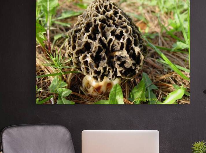 Morel mushroom by Shilohsimage