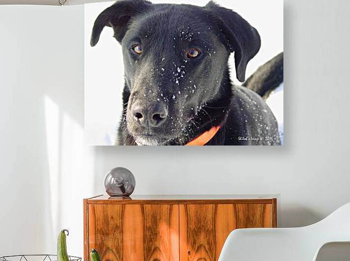Black lab Reproduction