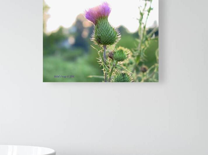 Thistle by Shilohsimage