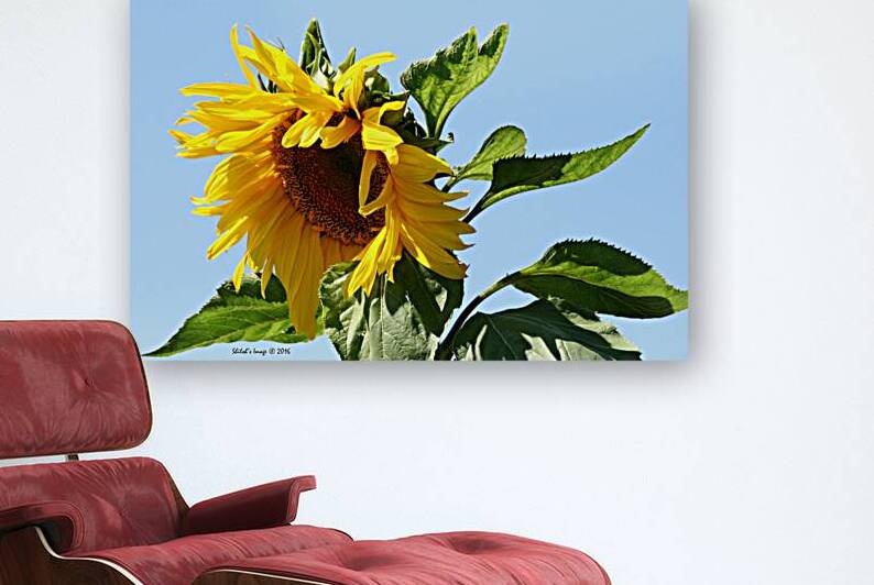 Sunflower Reproduction