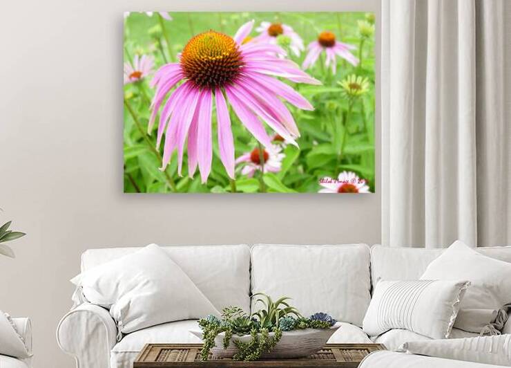Echinacea   Reproduction