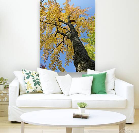 Yellow Maple  Reproduction
