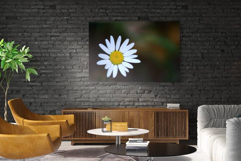 Daisy Reproduction