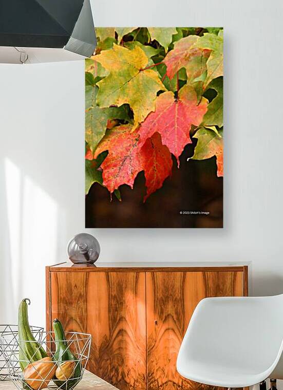 Fall Maple Reproduction