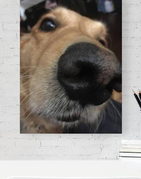Lucky Dog Reproduction