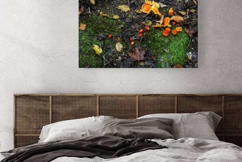 Lichens by Shilohsimage