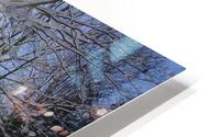 Morning light HD Metal print