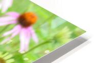Echinacea   HD Metal print
