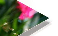 Pink cosmos HD Metal print