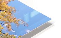 Yellow Maple  HD Metal print