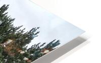 Twin Maples HD Metal print