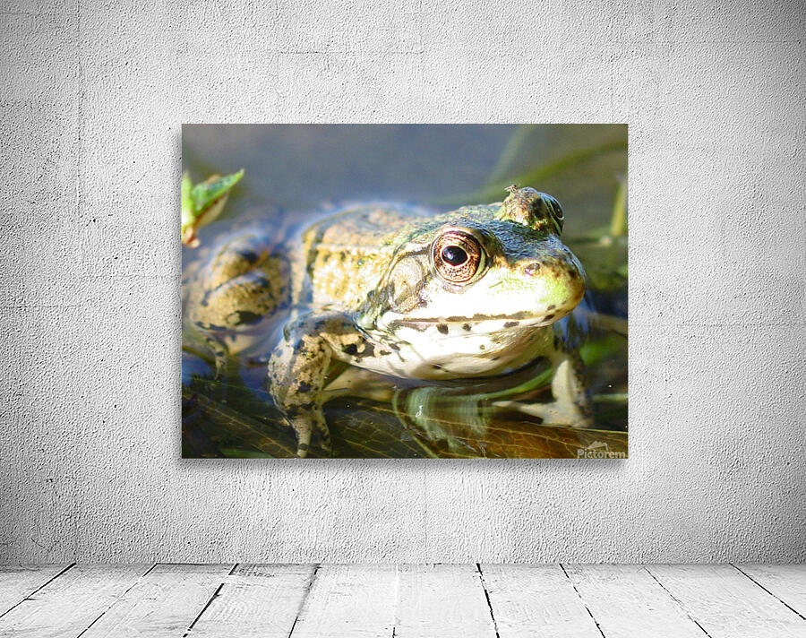 SI Frog  Wall Preview