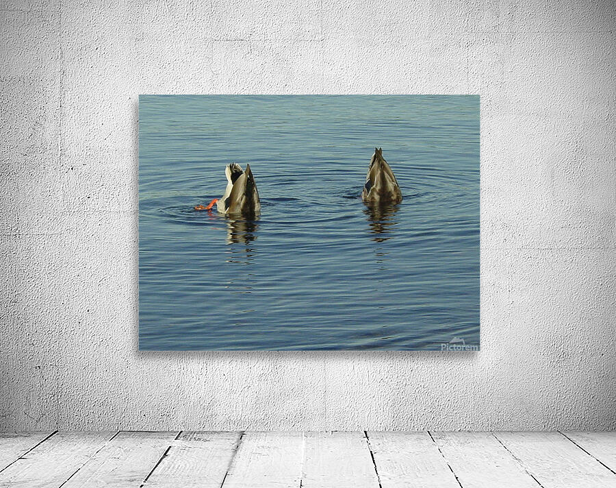 Mallards Wall Preview