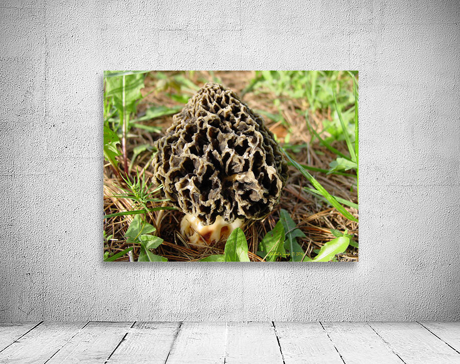 Morel mushroom Wall Preview