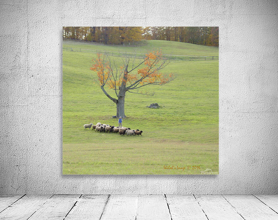 Sheep herd Wall Preview