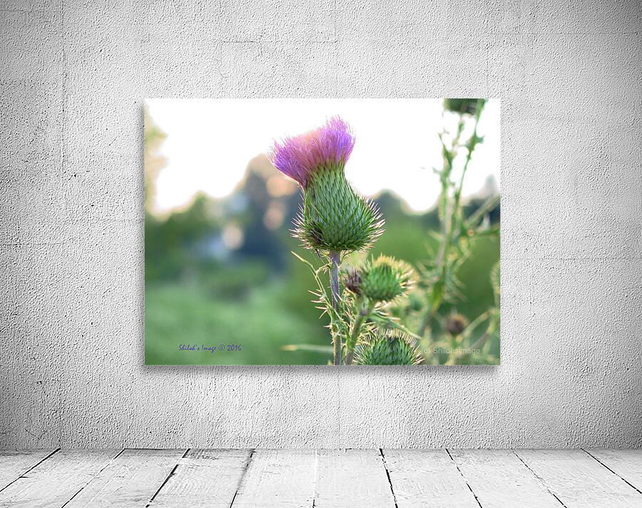 Thistle Wall Preview