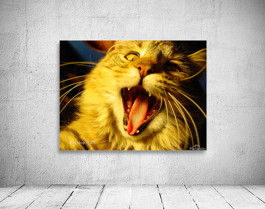 Cat yawn Wall Preview