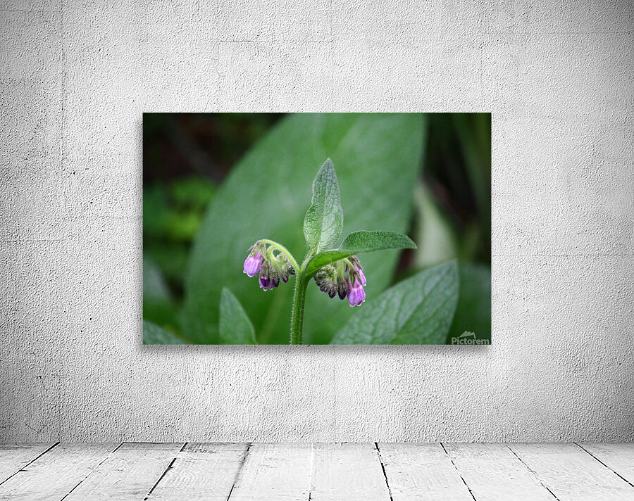 Comfrey Wall Preview