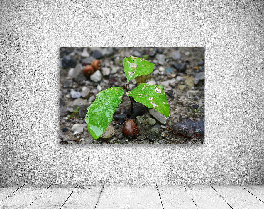 Oak tree Wall Preview