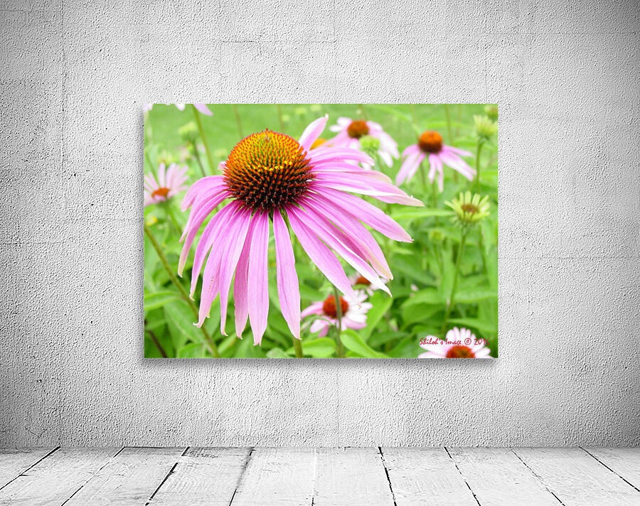 Echinacea   Wall Preview