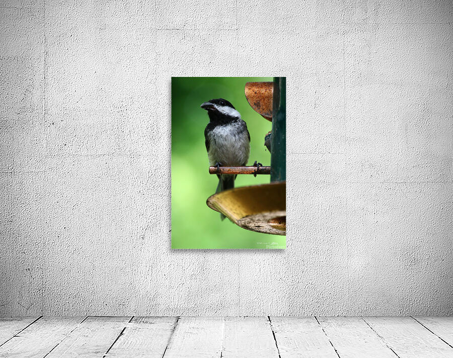 Chickadee Wall Preview