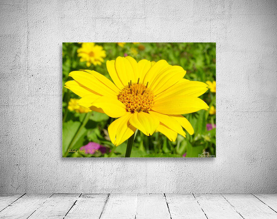 Mello yellow Wall Preview