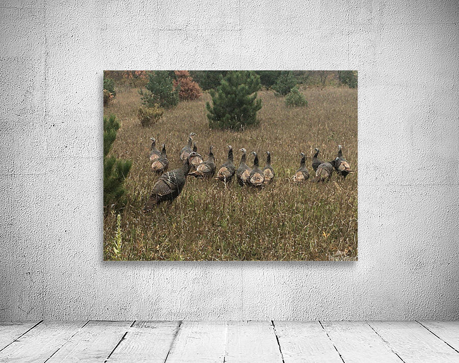 Wild Turkey Wall Preview