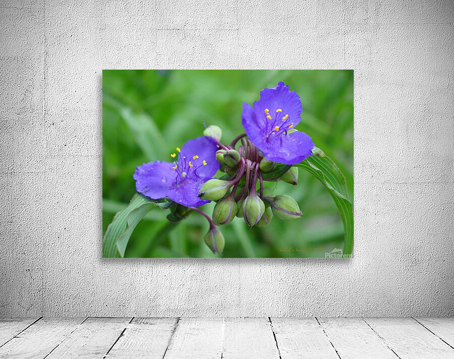 Spiderwort Wall Preview