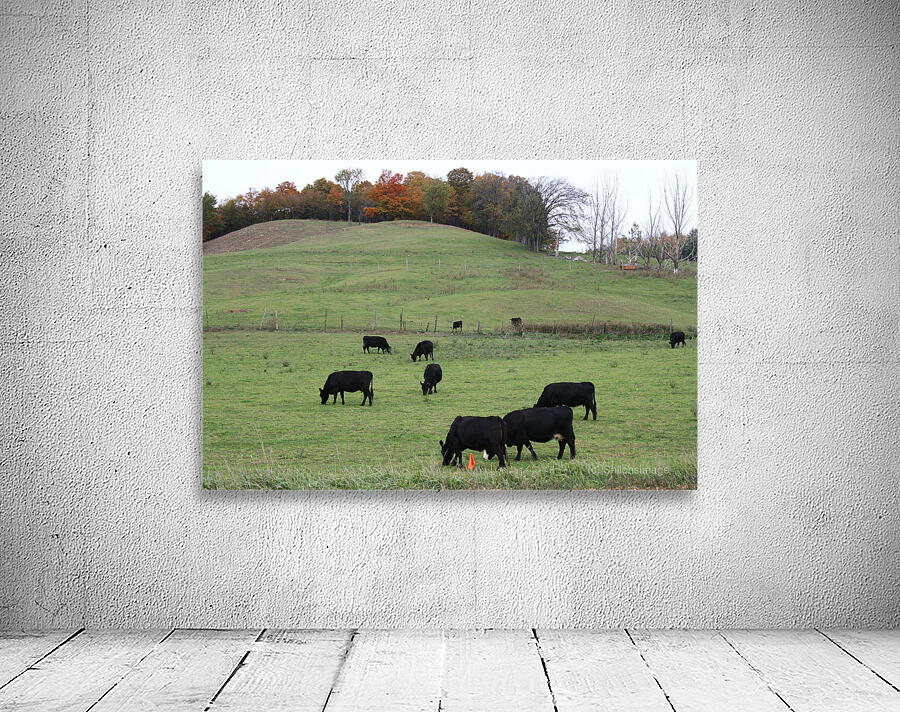 Cows Grazing Wall Preview