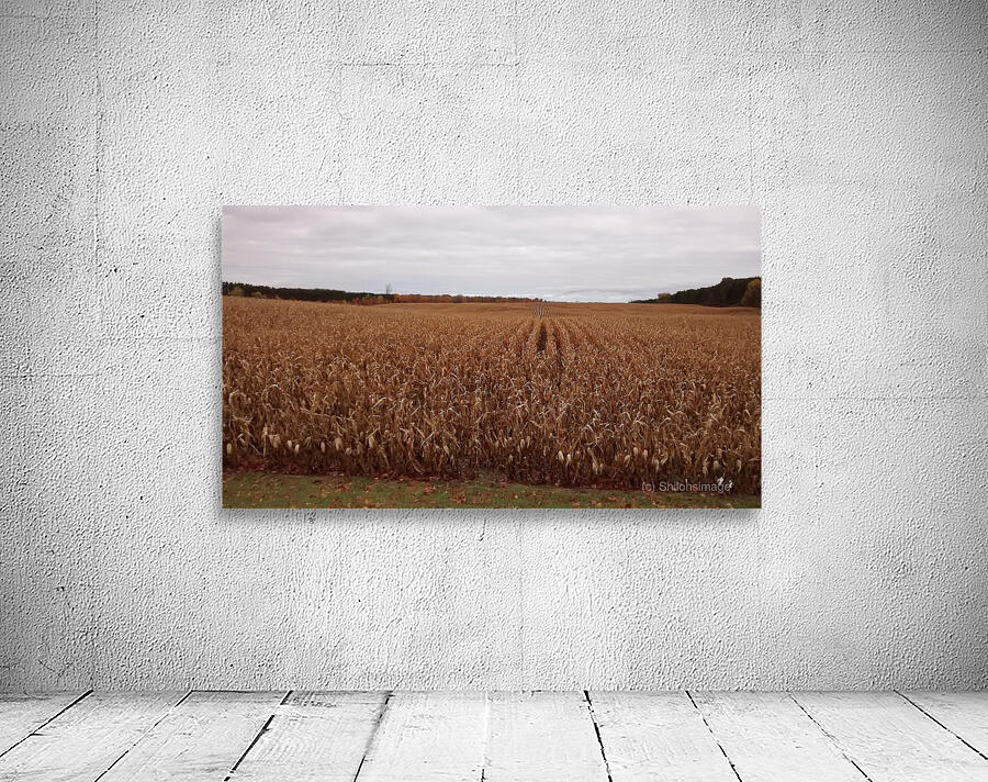 Fall Harvest Wall Preview