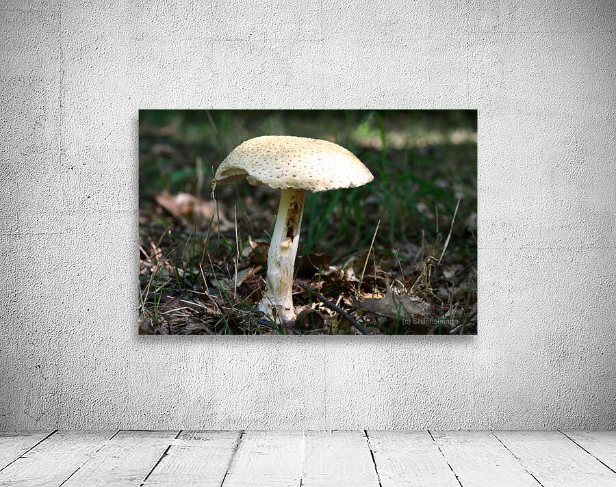 Mushroom Wall Preview