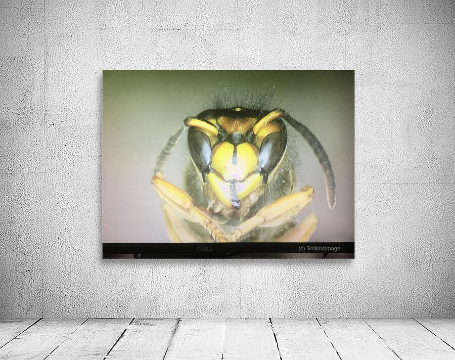 Insect Wall Preview