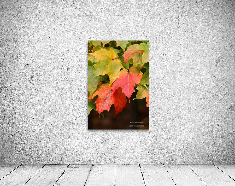 Fall Maple Wall Preview