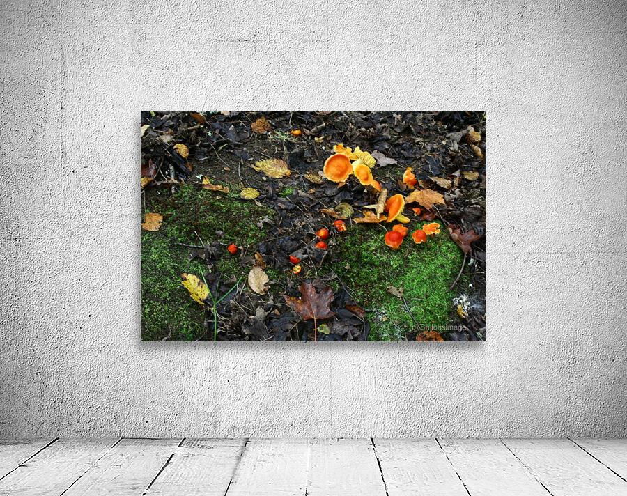 Lichens Wall Preview