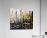 INSIDE THE FOREST Acrylic Print