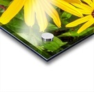 Close up sunflower Acrylic print