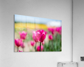 Pink Tulips Acrylic Print